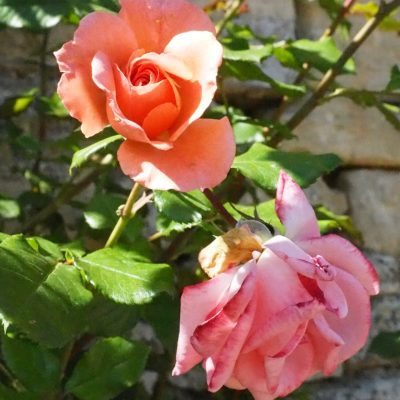 Photo des roses du Prieuré Saint-Gabriel Crédit photo : @prismirisweb.com