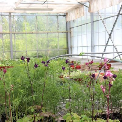 Photo des fleurs du Prieuré Saint Gabriel